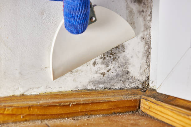 Dehumidification Services in Philomath, OR